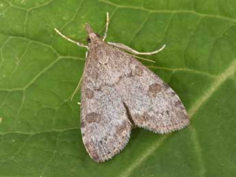 Udea cyanalis Lah. adulte - �Philippe Mothiron