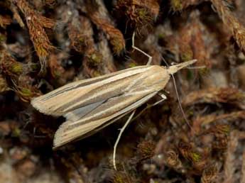 Agriphila deliella Hb. adulte - �Jean-Pierre Favretto