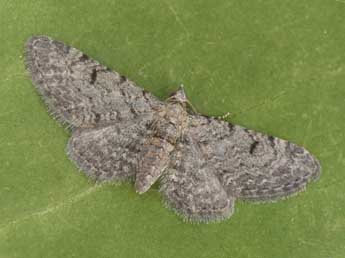 Eupithecia distinctaria H.-S. adulte - �Philippe Mothiron