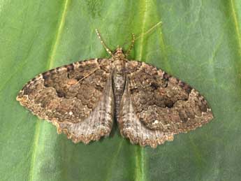 Triphosa dubitata L. adulte - �Philippe Mothiron