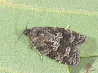 Cnephasia ecullyana R�al adulte - �Philippe Mothiron