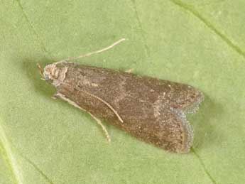 Eccopisa effractella Z. adulte - �Philippe Mothiron