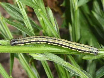  Chenille de Isturgia famula Esp. - �Philippe Mothiron