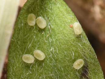  Oeuf de Isturgia famula Esp. - �Philippe Mothiron