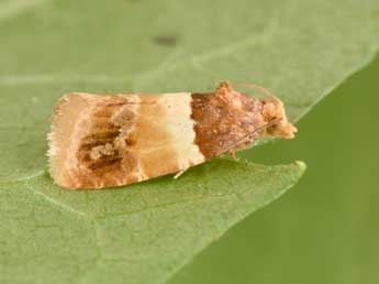 Epinotia festivana Hb. adulte - �Philippe Mothiron