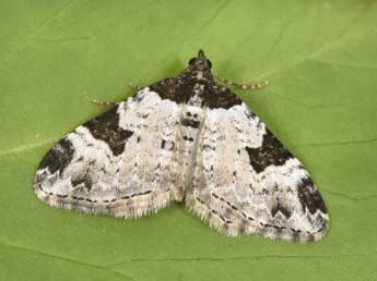 Xanthorhoe fluctuata L. adulte - �Philippe Mothiron