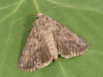 Dichagyris forcipula D. & S. adulte - �Philippe Mothiron