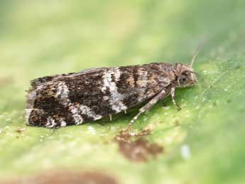 Epinotia fraternana Hw. adulte - �Lionel Taurand