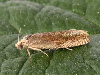 Eucosma fulvana Stph. adulte - �Philippe Mothiron