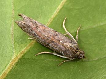 Cadra furcatella H.-S. adulte - �Philippe Mothiron