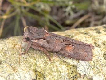 Lithophane furcifera Hfn. adulte - �Philippe Mothiron