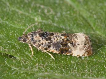 Endothenia gentianaeana Hb. adulte - �Philippe Mothiron