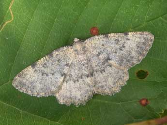 Charissa glaucinaria Hb. adulte - �Philippe Mothiron