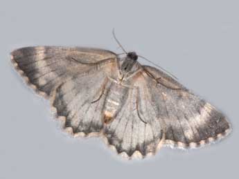 Charissa glaucinaria Hb. adulte - �Philippe Mothiron