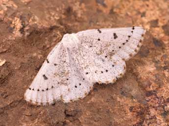 Dyscia govii Fiumi & Flam. adulte - �Lionel Taurand