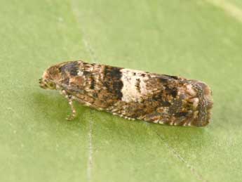 Epiblema graphana Tr. adulte - �Philippe Mothiron