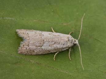 Cnephasia hellenica Obraztsov adulte - �Philippe Mothiron