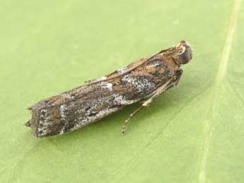Uncinus hispanellus Stgr adulte - �Philippe Mothiron