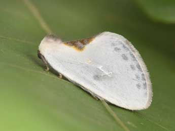 Cilix hispanica Perez de G adulte - �Philippe Mothiron