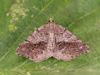 Macaria ichnusae Govi & Fiumi adulte - �Lionel Taurand