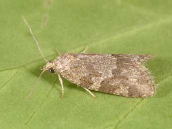 Cnephasia incertana Tr. adulte - �Philippe Mothiron