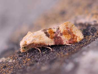 Diceratura infantana Kennel adulte - �Lionel Taurand