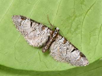 Eupithecia insigniata Hb. adulte - �Philippe Mothiron