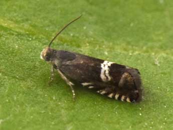 Grapholita internana Gn. adulte - �Philippe Mothiron