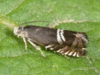 Grapholita internana Gn. adulte - �Philippe Mothiron