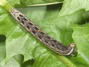  Chenille de Noctua interposita Hb. - �Philippe Mothiron