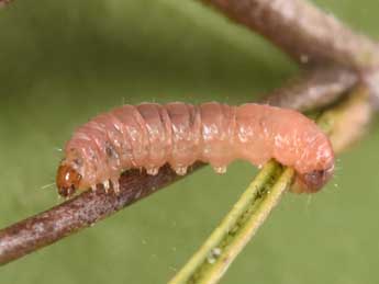  Chenille de Grapholita janthinana Dup. - �Philippe Mothiron