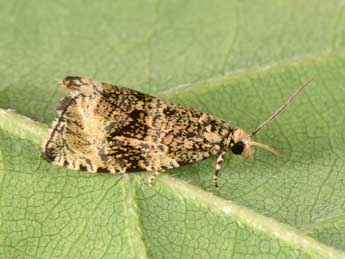 Celypha lacunana D. & S. adulte - �Philippe Mothiron