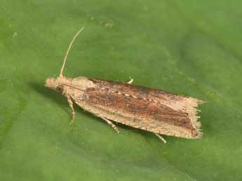 Bactra lancealana Hb. adulte - �Philippe Mothiron