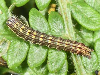  Chenille de Callopistria latreillei Dup. - �Philippe Mothiron