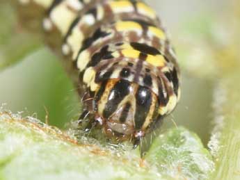  Chenille de Callopistria latreillei Dup. - �Philippe Mothiron