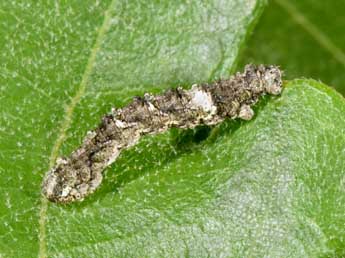  Chenille de Tephronia lhommaria Cleu - �Philippe Mothiron