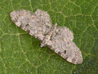 Eupithecia liguriata Mill. adulte - �Philippe Mothiron