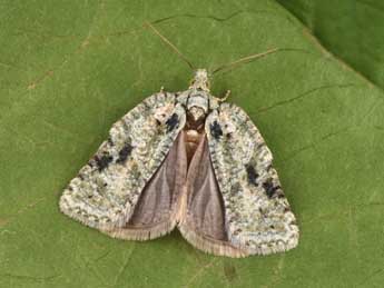 Acleris literana L. adulte - �Philippe Mothiron
