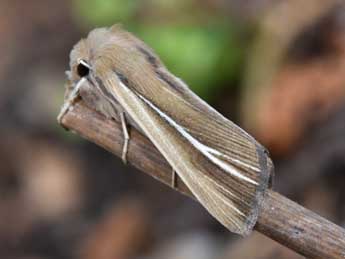 Mythimna litoralis Curt. adulte - �Philippe Mothiron