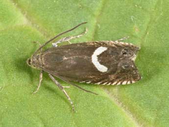 Grapholita lunulana D. & S. adulte - �Philippe Mothiron