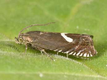 Grapholita lunulana D. & S. adulte - �Philippe Mothiron