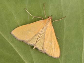 Mecyna lutealis Dup. adulte - �Philippe Mothiron