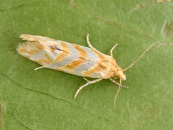 Aethes margaritana Hw. adulte - �Philippe Mothiron