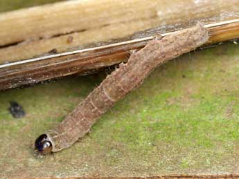  Chenille de Chilodes maritima Tauscher - �Patrick Clement