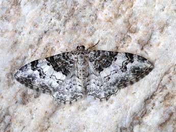 Catarhoe mazeli Viidalepp adulte - �Dierk Baumgarten