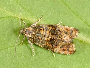 Olethreutes micana D. & S. adulte - �Philippe Mothiron