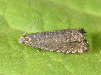 Cydia microgrammana Gn. adulte - �Philippe Mothiron