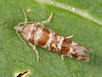 Rhyacionia miniatana Stgr adulte - �Philippe Mothiron