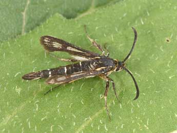 Chamaesphecia mysiniformis Bsdv. adulte - �Philippe Mothiron