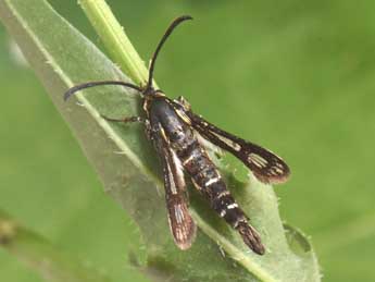 Chamaesphecia mysiniformis Bsdv. adulte - �Philippe Mothiron